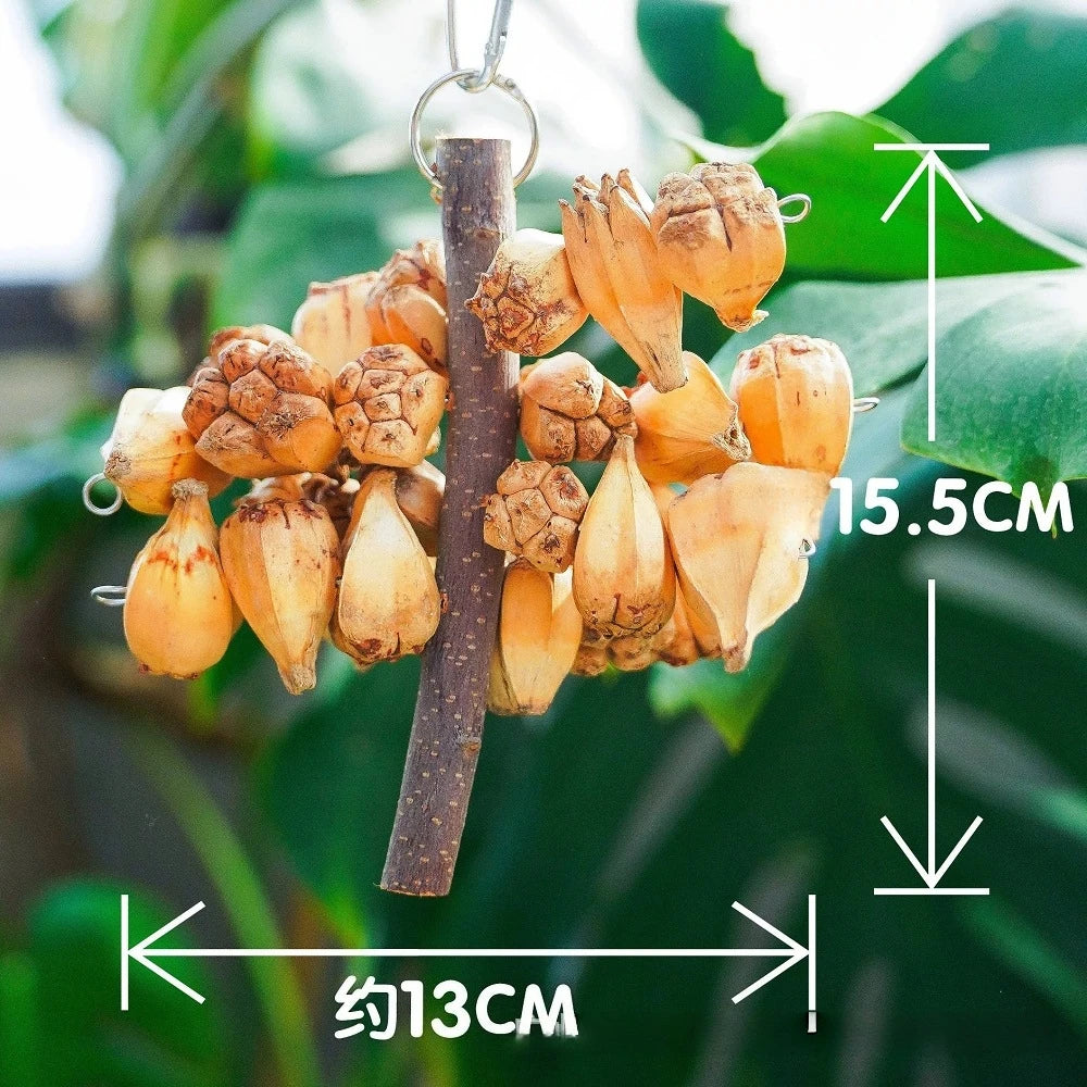 SassBeak Natural Pine Cone Foraging Chew Toy